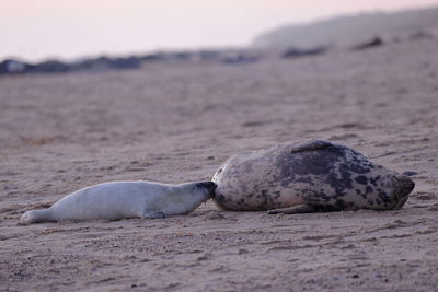 Grey seal nursing its pup