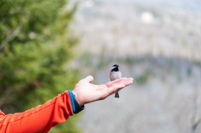 Close-up of a hand holding bird