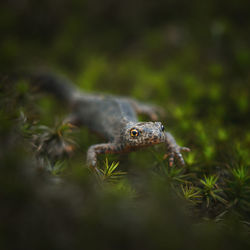 Close-up of frog on land