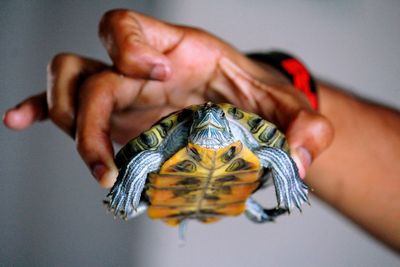 Hand holding turtle