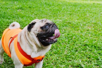 Close-up of a dog on field