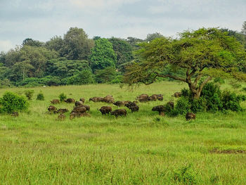 View of sheep on grassy field against sky