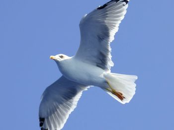 Low angle view of seagull flying