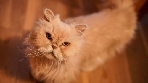Close-up portrait of cat
