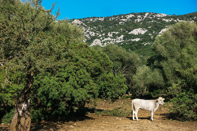 View of a cow on landscape