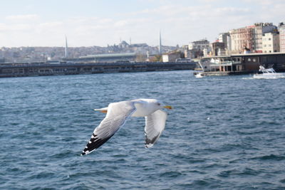Seagull flying over sea in city