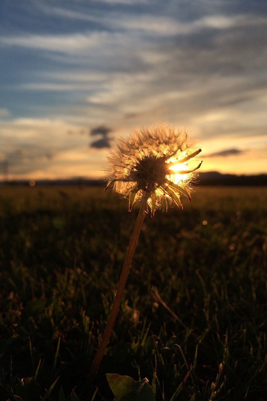flower, sky, sunset, growth, beauty in nature, field, dandelion, nature, focus on foreground, silhouette, plant, fragility, stem, tranquility, outdoors, close-up, landscape, cloud - sky, sun, no people