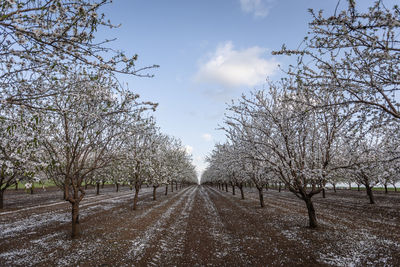 Beautiful view of almond blossom in spring time in the nature. daylight wide angle shot. almond