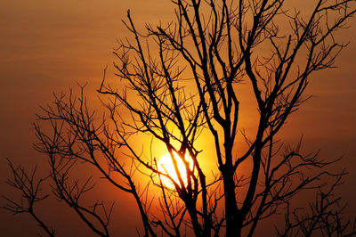 Silhouette of trees against dramatic sky