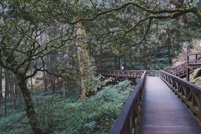 Wooden footbridge in forest