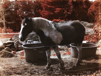 Horse standing in a row