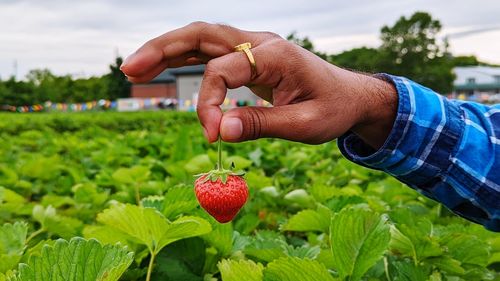 agriculture