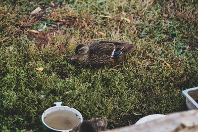 Duck in a field