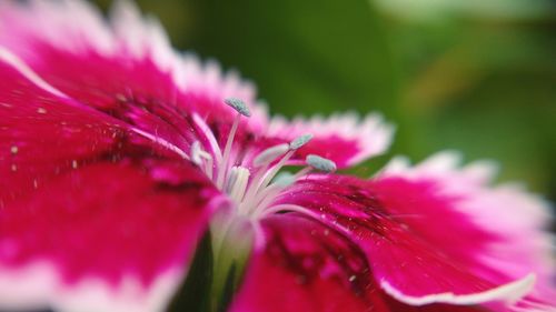 Close-up of pink flower blooming outdoors