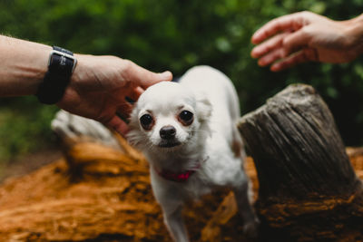 Close-up of person hand with dog