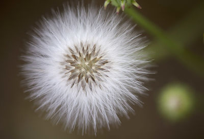 Close-up of dandelion