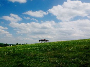 Cows grazing on field against sky