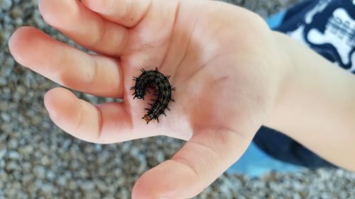 Close-up of hand holding small insect