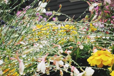 Close-up of yellow flowers