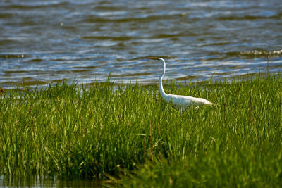 Bird on grass