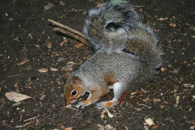 High angle view of squirrel on field