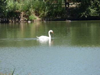 Swan swimming in a lake