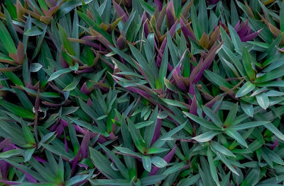 Oyster plant. closeup green and purple leaves of herbal plant in herb garden on sunny day. 