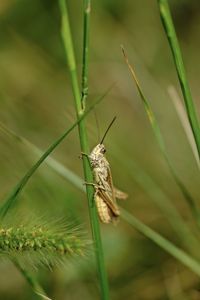 Close-up of insect on grass