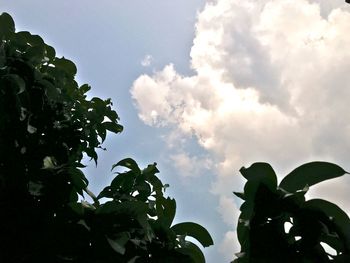 Low angle view of silhouette trees against sky