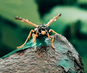 Close-up of insect on rock