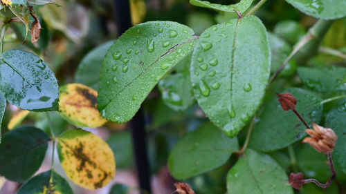 Close-up of wet plant leaves during rainy season