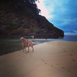 Dog on beach