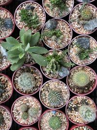 Full frame shot of succulent plants