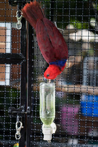 Close-up of bird perching on feeder