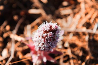 Close-up of flowers blooming outdoors