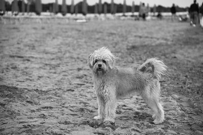 Black and white image of wet white dog standing on the beach