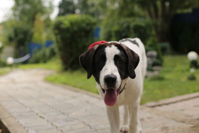 Portrait of dog standing on footpath