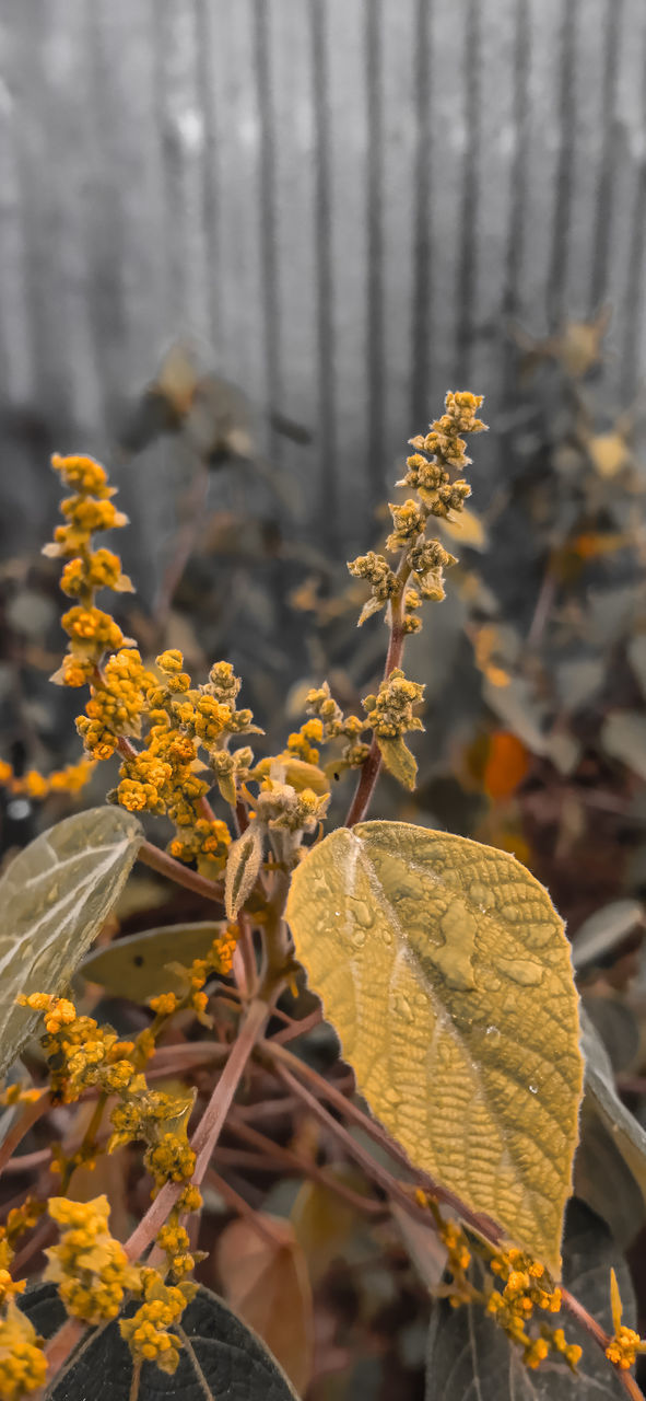 CLOSE-UP OF YELLOW FLOWERING PLANT LEAVES DURING AUTUMN