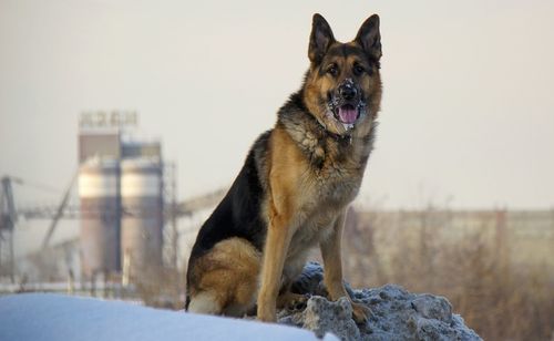 Close-up of dog in winter