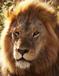 Close-up portrait of a lion