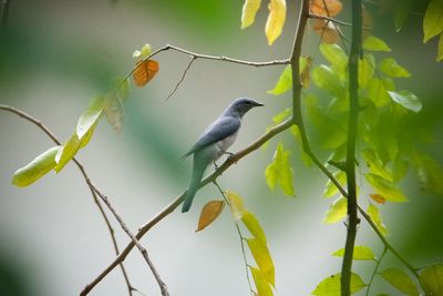 animal wildlife
