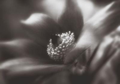 Macro shot of white flower