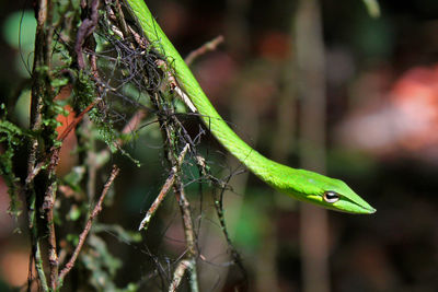 Close-up of lizard on tree