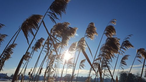 Low angle view of plants against sky