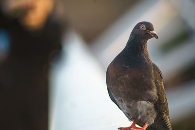 Close-up of bird perching outdoors