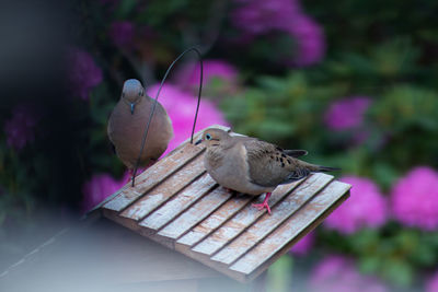 Bird perching on pink flower