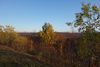 Plants growing on land against clear blue sky