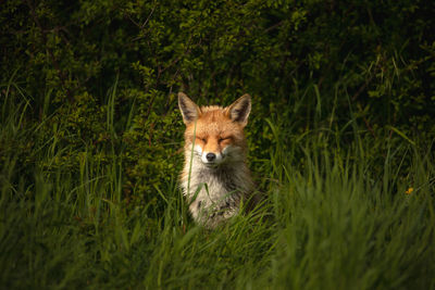 Portrait of a fox on field