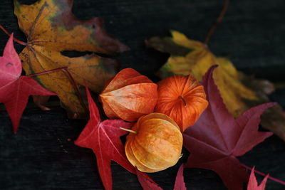 Close-up of maple leaves on plant