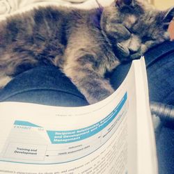 Cat sleeping on bed